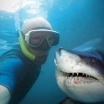 shark_selfie